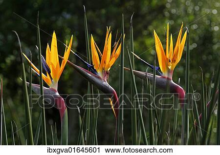 Stock Image - "Strelitzia (Strelitziaceae), South Afrika". Fotosearch