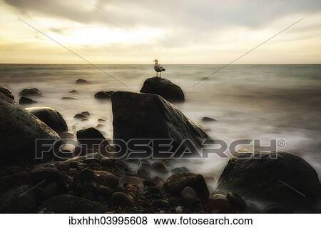 "Stretch of coast with rocks and seagull, near Ahrenshoop, Fischland, Mecklenburg-Western Pomerania, Germany, Europe" View Large Photo Image Stock Photo - "Stretch of coast with rocks and seagull, near Ahrenshoop, Fischland, Mecklenburg-Western Pomerania, Germany, Europe". Fotosearch