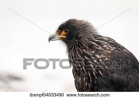 Stock Image - "Striated Caracara (Phalcoboenus australis), Carcass Island, Falkland Islands, South America". Fotosearch