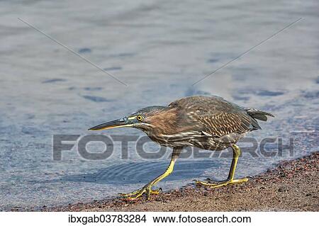 "Striated Heron (Butorides striata), Galapagos" View Large Photo Image Picture - "Striated Heron (Butorides striata), Galapagos". Fotosearch