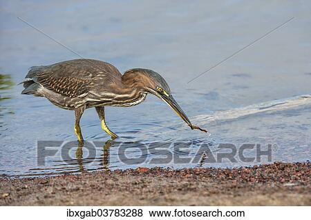 "Striated Heron (Butorides striata), Galapagos" View Large Photo Image Stock Photo - "Striated Heron (Butorides striata), Galapagos". Fotosearch