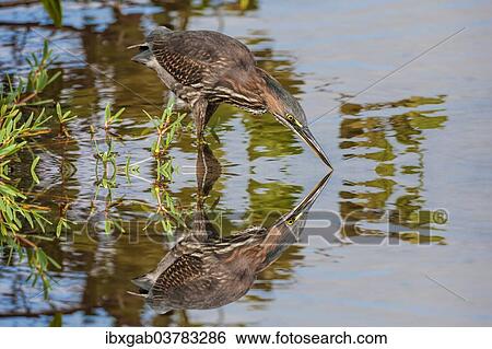 "Striated Heron (Butorides striata), Galapagos" View Large Photo Image Stock Photograph - "Striated Heron (Butorides striata), Galapagos". Fotosearch