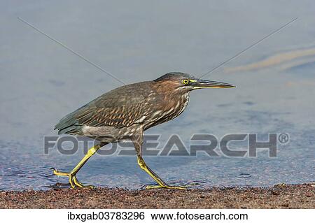 "Striated Heron (Butorides striata), Galapagos" View Large Photo Image Stock Photograph - "Striated Heron (Butorides striata), Galapagos". Fotosearch