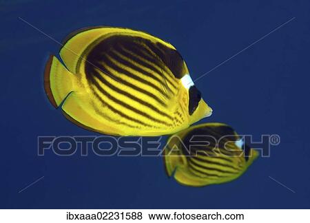 "Striped fish butterfly, butterflyfish (Chaetodon fasciatus), Red Sea, Egypt, Africa" View Large Photo Image Stock Photo - "Striped fish butterfly, butterflyfish (Chaetodon fasciatus), Red Sea, Egypt, Africa". Fotosearch