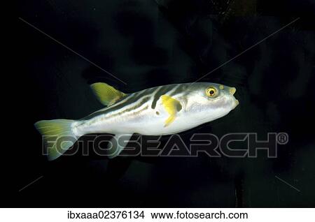 "Striped puffer (Takifugu xanthopterus), Japan Sea, Primorsky Krai, Russian Federation, Far East" View Large Photo Image Picture - "Striped puffer (Takifugu xanthopterus), Japan Sea, Primorsky Krai, Russian Federation, Far East". Fotosearch