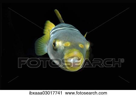 "Striped puffer (Takifugu xanthopterus), Sea of Japan, Far East, Primorsky Krai, Russian Federation, Sea of Japan, Russia, Europe" View Large Photo Image Stock Image - "Striped puffer (Takifugu xanthopterus), Sea of Japan, Far East, Primorsky Krai, Russian Federation, Sea of Japan, Russia, Europe". Fotosearch