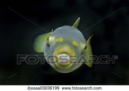 "Striped puffer (Takifugu xanthopterus), Japan sea, Primorsky Krai, Russia, Europe" View Large Photo Image Stock Photo - "Striped puffer (Takifugu xanthopterus), Japan sea, Primorsky Krai, Russia, Europe". Fotosearch