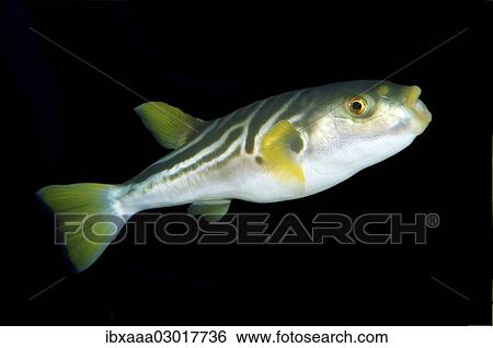 "Striped puffer (Takifugu xanthopterus), Sea of Japan, Far East, Primorsky Krai, Russian Federation, Sea of Japan, Russia, Europe" View Large Photo Image Stock Photograph - "Striped puffer (Takifugu xanthopterus), Sea of Japan, Far East, Primorsky Krai, Russian Federation, Sea of Japan, Russia, Europe". Fotosearch