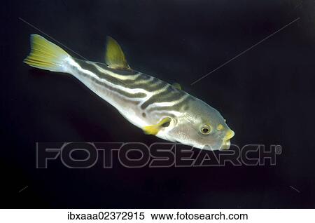 "Striped puffer (Takifugu xanthopterus), Japan Sea, Far East, Primorsky Krai, Russian Federation" View Large Photo Image Stock Photography - "Striped puffer (Takifugu xanthopterus), Japan Sea, Far East, Primorsky Krai, Russian Federation". Fotosearch