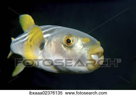 Stock Photography - "Striped puffer (Takifugu xanthopterus), Japan Sea, Primorsky Krai, Russian Federation, Far East". Fotosearch
