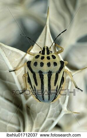 "Striped Shieldbug (Graphosoma semipunctatum), Leptokaria, Greece, Europe" View Large Photo Image Stock Photo - "Striped Shieldbug (Graphosoma semipunctatum), Leptokaria, Greece, Europe". Fotosearch