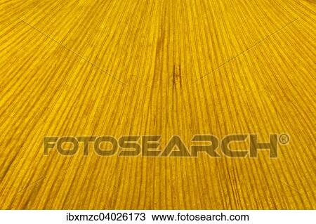 Stock Image - "Structure of Ginkgo leaf (Ginkgo biloba), yellow autumnal colour, detail view, close-up". Fotosearch