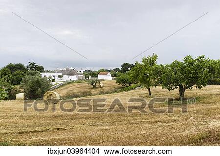 "Stubblefield with Trulli buildings at the back, round houses typical for the region, near Martina Franca, Valle d'Itria, Trulli Valley, Apulia, Italy, Europe" View Large Photo Image Picture - "Stubblefield with Trulli buildings at the back, round houses typical for the region, near Martina Franca, Valle d'Itria, Trulli Valley, Apulia, Italy, Europe". Fotosearch