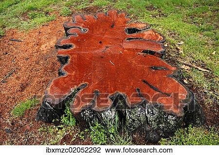 Stock Image - "Stump of a large lime tree was sealed with varnish, on the banks of the Camel River in Wadebridge, Cornwall, England, United Kingdom, Europe". Fotosearch