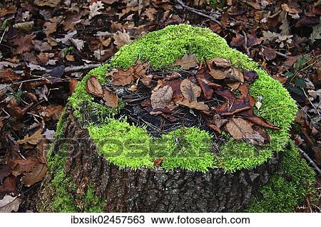Stump with moss and leaves View Large Photo Image Stock Image - Stump with moss and leaves. Fotosearch