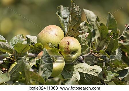 "Styrian apples, Buchberg near Herberstein, Stubenberg, Hartberg, Styria, Austria, Europe" View Large Photo Image Stock Photo - "Styrian apples, Buchberg near Herberstein, Stubenberg, Hartberg, Styria, Austria, Europe". Fotosearch