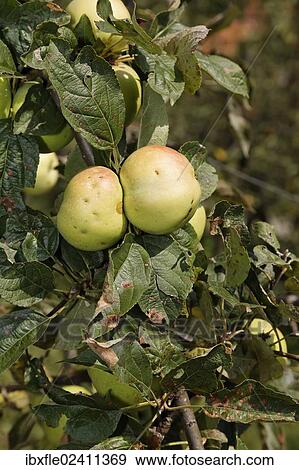 Stock Photo - "Styrian apples, Buchberg near Herberstein, Stubenberg, Hartberg, Styria, Austria, Europe". Fotosearch