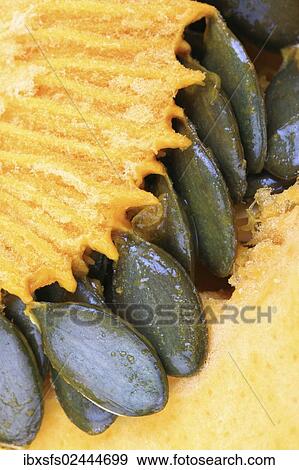 "Styrian Oil Pumpkin, pumpkin seeds and pulp" View Large Photo Image Stock Photo - "Styrian Oil Pumpkin, pumpkin seeds and pulp". Fotosearch
