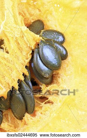 "Styrian Oil Pumpkin, pumpkin seeds and pulp" View Large Photo Image Stock Photography - "Styrian Oil Pumpkin, pumpkin seeds and pulp". Fotosearch