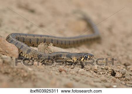 "Subadult Balkan grass snake (Natrix natrix persa), Patara, Lycia, south-west Turkey" View Large Photo Image Stock Image - "Subadult Balkan grass snake (Natrix natrix persa), Patara, Lycia, south-west Turkey". Fotosearch