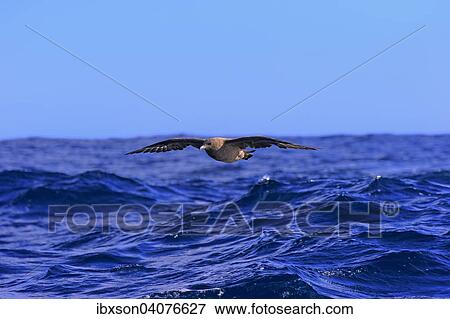 "Subantarctic Skua or Brown Skua (Stercorarius antarcticus lonnbergi), adult, in flight, Cape of Good Hope, South Africa, Africa" View Large Photo Image Stock Photo - "Subantarctic Skua or Brown Skua (Stercorarius antarcticus lonnbergi), adult, in flight, Cape of Good Hope, South Africa, Africa". Fotosearch