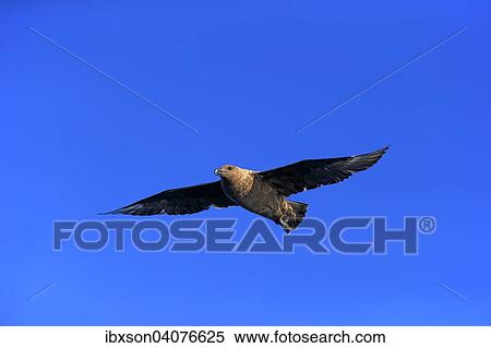 "Subantarctic Skua or Brown Skua (Stercorarius antarcticus lonnbergi), adult, in flight, Cape of Good Hope, South Africa, Africa" View Large Photo Image Stock Photography - "Subantarctic Skua or Brown Skua (Stercorarius antarcticus lonnbergi), adult, in flight, Cape of Good Hope, South Africa, Africa". Fotosearch