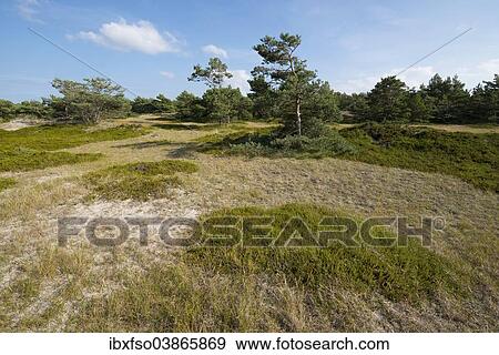 "Succession in a dune landscape, Darsser Ort, Darss, Western Pomerania Lagoon Area National Park, Mecklenburg-Western Pomerania, Germany, Europe" View Large Photo Image Stock Photo - "Succession in a dune landscape, Darsser Ort, Darss, Western Pomerania Lagoon Area National Park, Mecklenburg-Western Pomerania, Germany, Europe". Fotosearch
