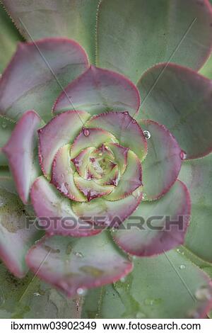 "Succulent plant (Agavaceae) from above, La Palma, Canary Islands, Spain, Europe" View Large Photo Image Stock Photo - "Succulent plant (Agavaceae) from above, La Palma, Canary Islands, Spain, Europe". Fotosearch