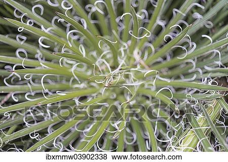 "Succulent plant (Asparagaceae) from above, Canary Islands, Spain, Europe" View Large Photo Image Stock Photo - "Succulent plant (Asparagaceae) from above, Canary Islands, Spain, Europe". Fotosearch