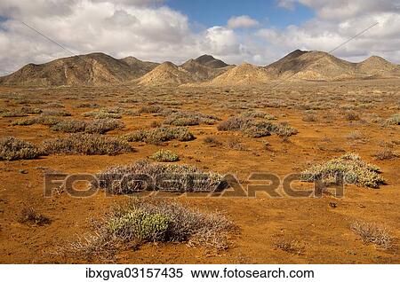 Stock Photography - "Succulent vegetation on rust-red laterite soil in a winter rainfall desert ecosystem, Richtersveld Nationalpark, Northern Cape, Nordkap, South Africa, Africa". Fotosearch