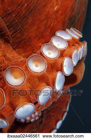 "Suckers of Giant Pacific octopus or North Pacific giant octopus (Enteroctopus dofleini), Japan Sea, Primorsky Krai, Russian Federation" View Large Photo Image Stock Image - "Suckers of Giant Pacific octopus or North Pacific giant octopus (Enteroctopus dofleini), Japan Sea, Primorsky Krai, Russian Federation". Fotosearch