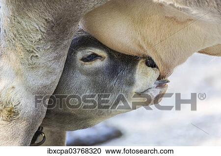 Suckling calf of a Domestic Cattle (Bos primigenius taurus) View Large Photo Image Stock Image - Suckling calf of a Domestic Cattle (Bos primigenius taurus). Fotosearch