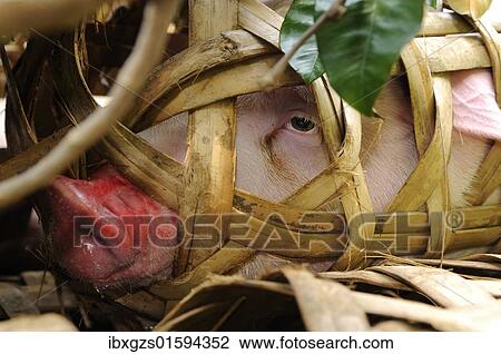 Stock Image - "Suffering domestic pig in transport basket, Vietnam, Asia". Fotosearch