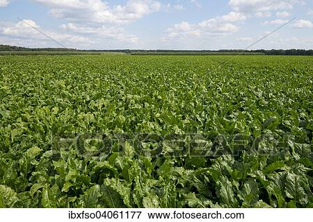 "Sugar Beet (Beta vulgaris ssp. vulgaris), field, Lower Saxony, Germany, Europe" View Large Photo Image Stock Photo - "Sugar Beet (Beta vulgaris ssp. vulgaris), field, Lower Saxony, Germany, Europe". Fotosearch
