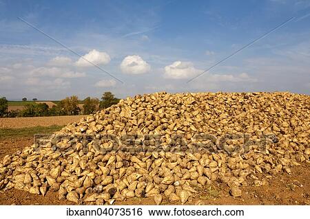 "Sugar beet harvest, Southern Palatinate, Palatinate, Rhineland-Palatinate, Germany, Europe" View Large Photo Image Stock Photograph - "Sugar beet harvest, Southern Palatinate, Palatinate, Rhineland-Palatinate, Germany, Europe". Fotosearch