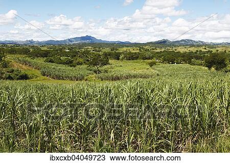 "Sugar cane fields, behind the Nausori Highlands, Korovuto, Viti Levu, Fiji, Oceania" View Large Photo Image Stock Image - "Sugar cane fields, behind the Nausori Highlands, Korovuto, Viti Levu, Fiji, Oceania". Fotosearch