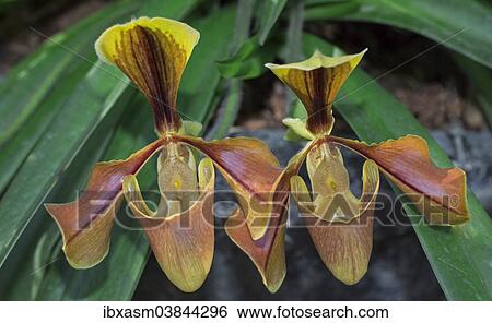 Stock Photograph - "Sukhakul's Paphiopedilum orchid (Paphiopedilum sukhakulii), Chiang Mai Province, Thailand, Asia". Fotosearch
