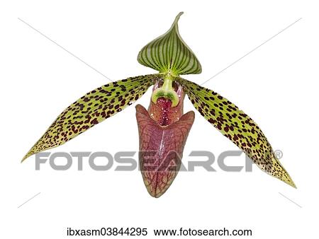 "Sukhakul's Paphiopedilum orchid (Paphiopedilum sukhakulii), Chiang Mai Province, Thailand, Asia" View Large Photo Image Stock Photography - "Sukhakul's Paphiopedilum orchid (Paphiopedilum sukhakulii), Chiang Mai Province, Thailand, Asia". Fotosearch