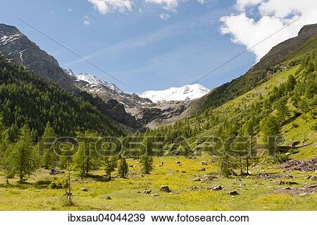 "Suldental Valley, Val di Solda, with Mt Suldenspitze, Cima di Solda, Stelvio National Park, Ortler Alps, near Sulden, Solda, Trentino-South Tyrol, Italy, Europe" View Large Photo Image Stock Photo - "Suldental Valley, Val di Solda, with Mt Suldenspitze, Cima di Solda, Stelvio National Park, Ortler Alps, near Sulden, Solda, Trentino-South Tyrol, Italy, Europe". Fotosearch