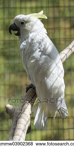 "Sulphur-crested Cockatoo (Cacatua galerita), in a cage, captive" View Large Photo Image Stock Photo - "Sulphur-crested Cockatoo (Cacatua galerita), in a cage, captive". Fotosearch