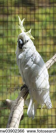"Sulphur-crested Cockatoo (Cacatua galerita), in a cage, captive" View Large Photo Image Stock Photograph - "Sulphur-crested Cockatoo (Cacatua galerita), in a cage, captive". Fotosearch