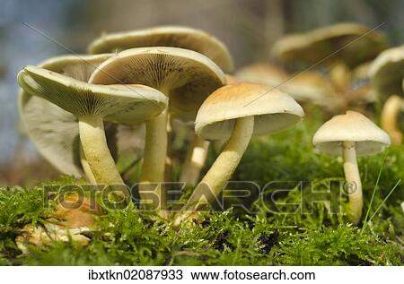 "Sulphur or sulfur tuft, or clustered woodlover (Hypholoma fasciculare), cluster, Brandenburg, Germany, Europe" View Large Photo Image Stock Image - "Sulphur or sulfur tuft, or clustered woodlover (Hypholoma fasciculare), cluster, Brandenburg, Germany, Europe". Fotosearch