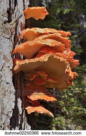 "Sulphur Polypore, Sulphur Shelf or Chicken Mushroom (Laetiporus sulphureus), Coeur d'Alene National Forest, Idaho, USA" View Large Photo Image Stock Photograph - "Sulphur Polypore, Sulphur Shelf or Chicken Mushroom (Laetiporus sulphureus), Coeur d'Alene National Forest, Idaho, USA". Fotosearch
