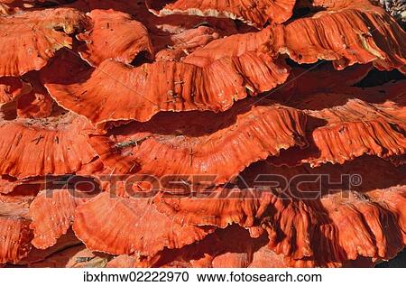 "Sulphur shelf, chicken mushroom (Laetiporus sulphureus), Coeur d'Alene National Forest, Idaho, USA" View Large Photo Image Stock Image - "Sulphur shelf, chicken mushroom (Laetiporus sulphureus), Coeur d'Alene National Forest, Idaho, USA". Fotosearch