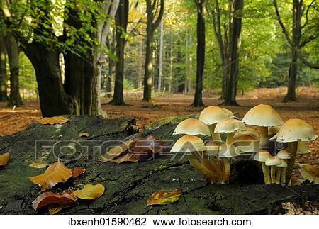 Stock Image - Sulphur tuft (Hypholoma fasciculare). Fotosearch