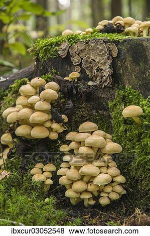 "Sulphur Tuft or Clustered Woodlover (Hypholoma fasciculare), Thuringia, Germany, Europe" View Large Photo Image Stock Photo - "Sulphur Tuft or Clustered Woodlover (Hypholoma fasciculare), Thuringia, Germany, Europe". Fotosearch
