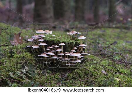 "Sulphur Tufts (Hypholoma fasciculare), Emsland, Lower Saxony, Germany, Europe" View Large Photo Image Stock Photo - "Sulphur Tufts (Hypholoma fasciculare), Emsland, Lower Saxony, Germany, Europe". Fotosearch