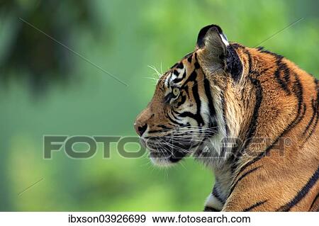 "Sumatran Tiger (Panthera tigris sumatrae), adult, capive, Asia" View Large Photo Image Stock Photo - "Sumatran Tiger (Panthera tigris sumatrae), adult, capive, Asia". Fotosearch