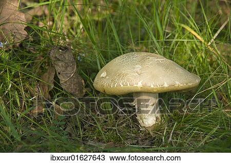 Stock Image - Summer Cep mushroom (Boletus reticulatus). Fotosearch