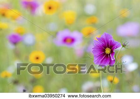 Summer flowers View Large Photo Image Picture - Summer flowers. Fotosearch